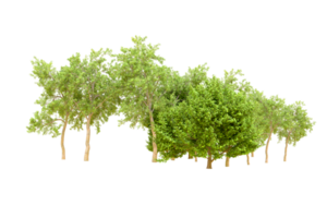 Green forest isolated on background. 3d rendering - illustration png