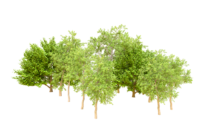 Green forest isolated on background. 3d rendering - illustration png