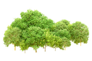 Green forest isolated on background. 3d rendering - illustration png