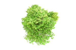 vert forêt isolé sur Contexte. 3d le rendu - illustration png