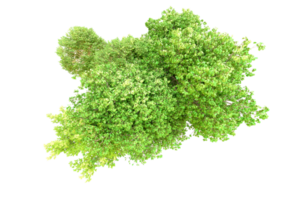 vert forêt isolé sur Contexte. 3d le rendu - illustration png