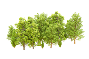 Green forest isolated on background. 3d rendering - illustration png