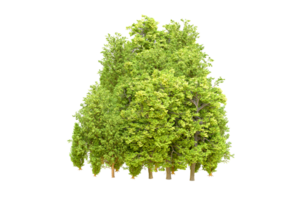 Green forest isolated on background. 3d rendering - illustration png