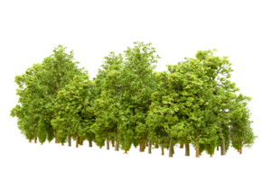 Green forest isolated on background. 3d rendering - illustration png
