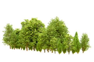 Green forest isolated on background. 3d rendering - illustration png