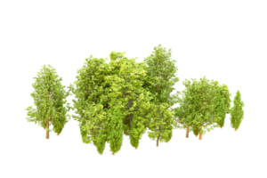 Green forest isolated on background. 3d rendering - illustration png