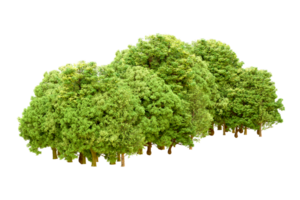 verde floresta isolado em fundo. 3d Renderização - ilustração png