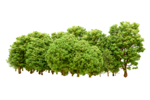 Green forest isolated on background. 3d rendering - illustration png