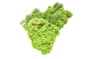 vert forêt isolé sur Contexte. 3d le rendu - illustration png