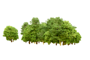 Green forest isolated on background. 3d rendering - illustration png