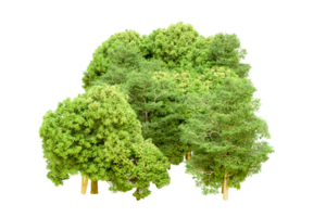 Green forest isolated on background. 3d rendering - illustration png