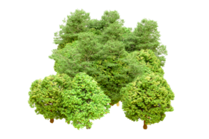 verde foresta isolato su sfondo. 3d interpretazione - illustrazione png