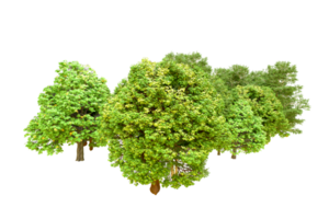 Green forest isolated on background. 3d rendering - illustration png