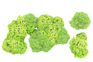 Green forest isolated on background. 3d rendering - illustration png