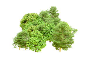 Green forest isolated on background. 3d rendering - illustration png