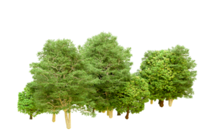 Green forest isolated on background. 3d rendering - illustration png