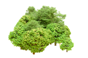 verde foresta isolato su sfondo. 3d interpretazione - illustrazione png