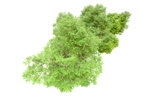 groen Woud geïsoleerd Aan achtergrond. 3d renderen - illustratie png