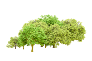 Green forest isolated on background. 3d rendering - illustration png