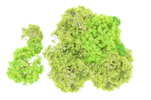 vert forêt isolé sur Contexte. 3d le rendu - illustration png