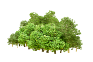 Green forest isolated on background. 3d rendering - illustration png