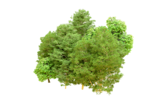 verde floresta isolado em fundo. 3d Renderização - ilustração png