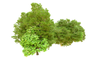 Green forest isolated on background. 3d rendering - illustration png