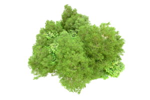 verde floresta isolado em fundo. 3d Renderização - ilustração png