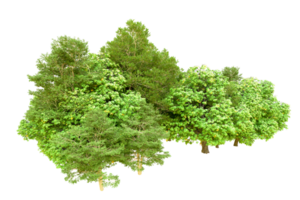 Green forest isolated on background. 3d rendering - illustration png