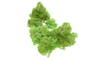 verde foresta isolato su sfondo. 3d interpretazione - illustrazione png