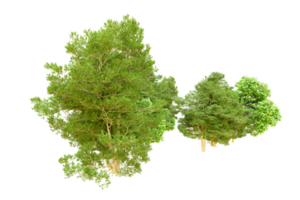 vert forêt isolé sur Contexte. 3d le rendu - illustration png