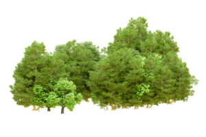 Green forest isolated on background. 3d rendering - illustration png