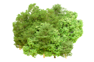 Green forest isolated on background. 3d rendering - illustration png