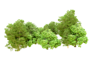 Green forest isolated on background. 3d rendering - illustration png