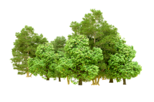 Green forest isolated on background. 3d rendering - illustration png