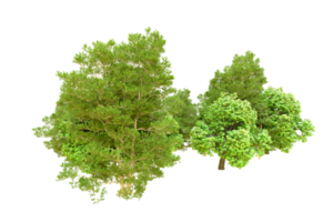 Grün Wald isoliert auf Hintergrund. 3d Rendern - - Illustration png