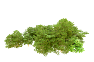 verde floresta isolado em fundo. 3d Renderização - ilustração png