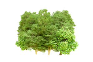 verde floresta isolado em fundo. 3d Renderização - ilustração png