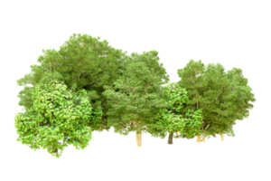 Green forest isolated on background. 3d rendering - illustration png