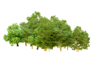 Green forest isolated on background. 3d rendering - illustration png