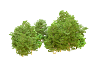 Green forest isolated on background. 3d rendering - illustration png