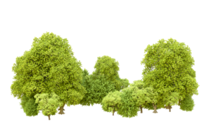 Green forest isolated on background. 3d rendering - illustration png