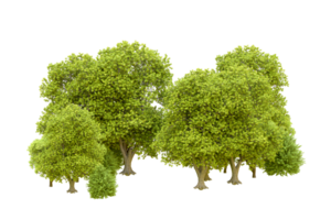 Green forest isolated on background. 3d rendering - illustration png