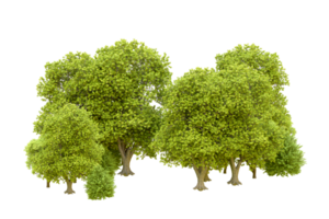 Green forest isolated on background. 3d rendering - illustration png