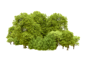 Green forest isolated on background. 3d rendering - illustration png