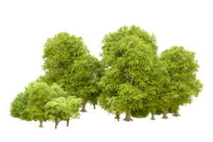 Green forest isolated on background. 3d rendering - illustration png