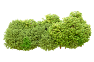 verde floresta isolado em fundo. 3d Renderização - ilustração png