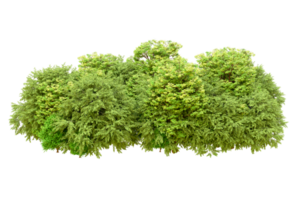 Green forest isolated on background. 3d rendering - illustration png