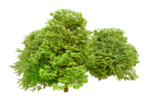 Green forest isolated on background. 3d rendering - illustration png