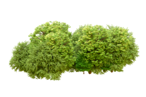 Green forest isolated on background. 3d rendering - illustration png